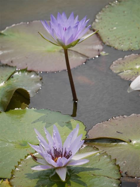 睡蓮 花式圖|睡蓮 Water Lilies